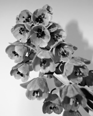 Soft Copy 01 - © Joséphine Löchen